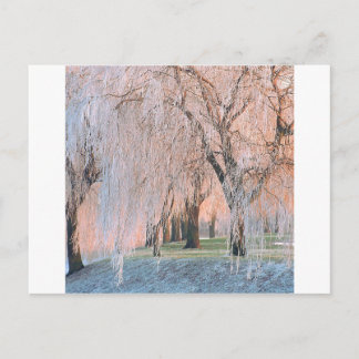 Carte Postale Willow couvert de glace des arbres