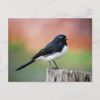 Carte Postale Willy Wagtail - Australian Bird Art