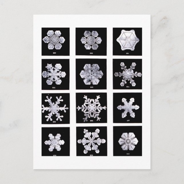 Carte Postale Wilson Bentley Snowflakes (Devant)