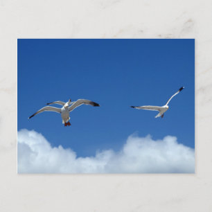 Carte postale Wind Masters