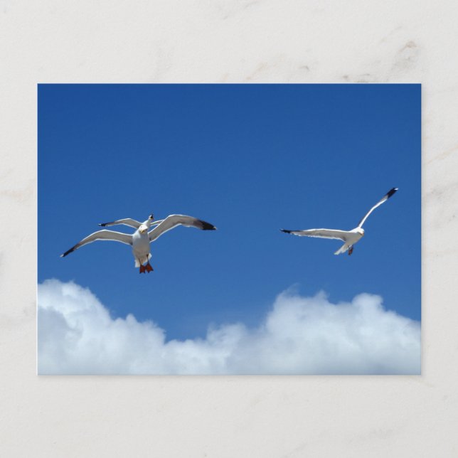 Carte postale Wind Masters (Devant)