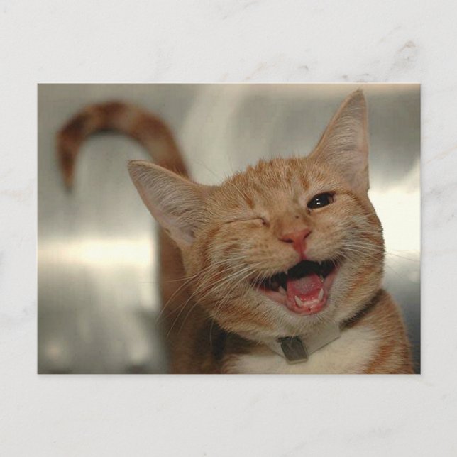 Carte Postale Winking Happy Ginger Cat (Devant)