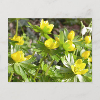 Carte postale Winter Aconites
