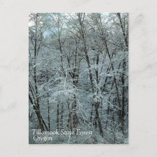 Carte Postale Winter dans la Tillamook State Forest, Oregon