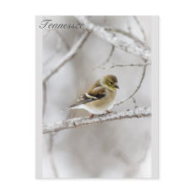 Winter Goldfinch