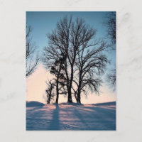Winter trees on blue sky background