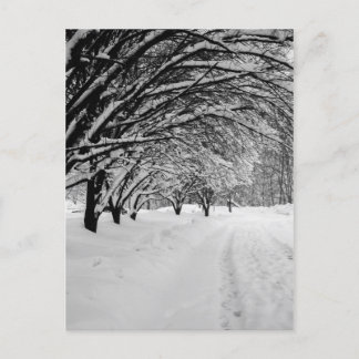 CARTE POSTALE WINTER WONDER