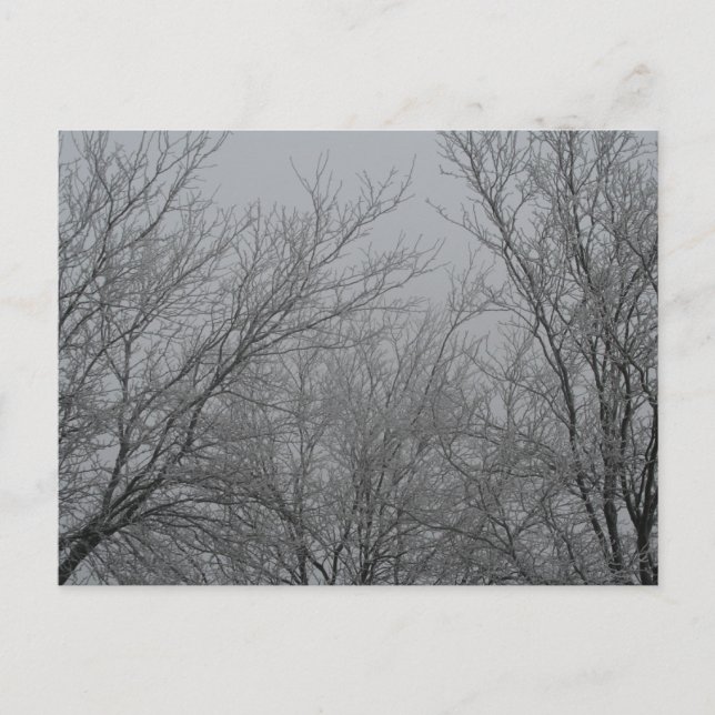 Carte postale Winter Wonderland (Devant)