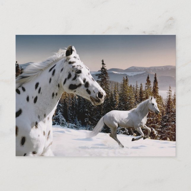 Carte Postale Winter Wonderland (Devant)