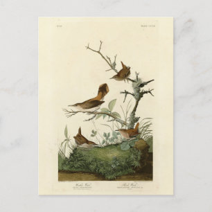 Carte Postale Winter Wren, Rock Wren, Audubon's Birds of America