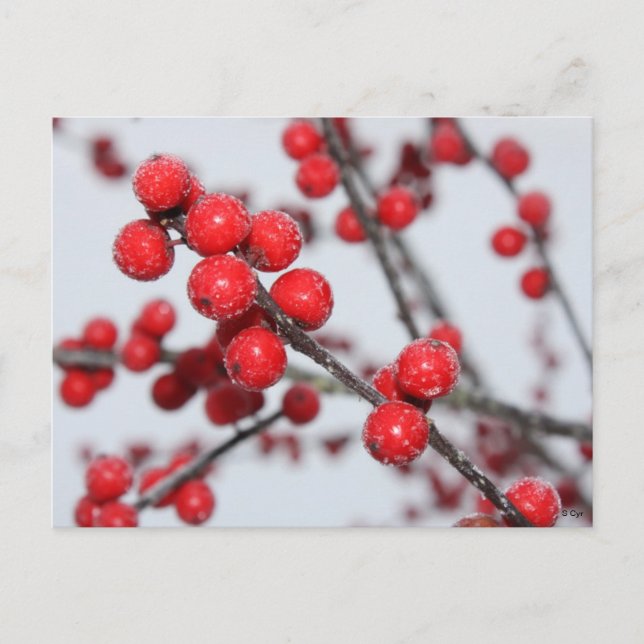 Carte postale Winterberry (Devant)