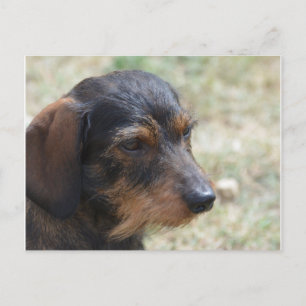 Carte Postale Wire Haired Daschund Chien