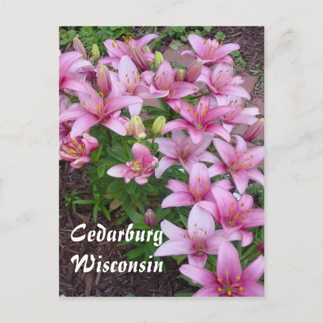 Carte Postale Wisconsin Lillies (Devant)