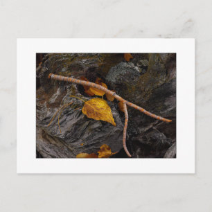 Carte Postale "Wishbone"