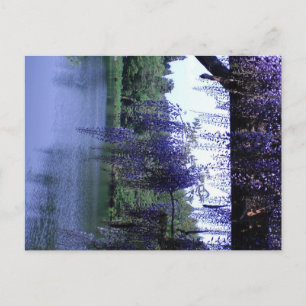 Carte Postale Wisteria