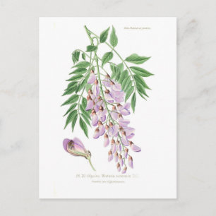 Carte Postale Wisteria