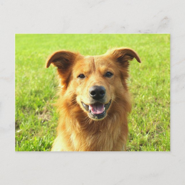 Carte Postale WJ chien conception (Devant)