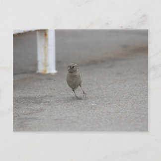 Carte Postale Woah moineau !