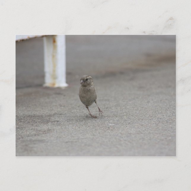 Carte Postale Woah moineau ! (Devant)