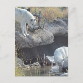 Carte Postale Wolf Animaux Paix Amour Nature Park Wolves Destiny