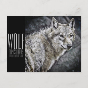 Carte Postale Wolf [Carte postale]