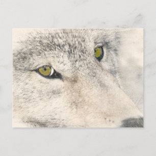 Carte Postale Wolf Eyes