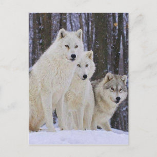 Carte Postale Wolf Family