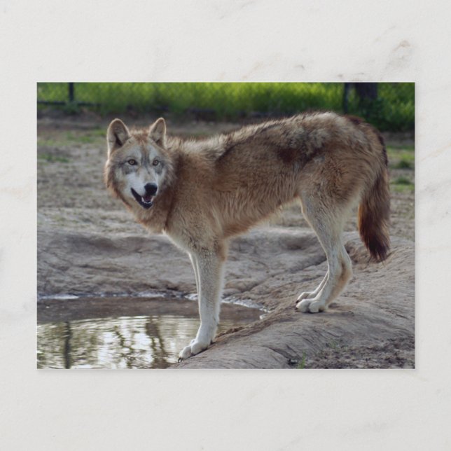 Carte postale Wolf Grey (Devant)