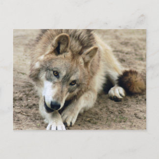 Carte postale Wolf Grey
