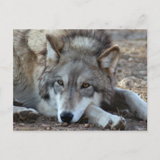 Carte postale Wolf Grey