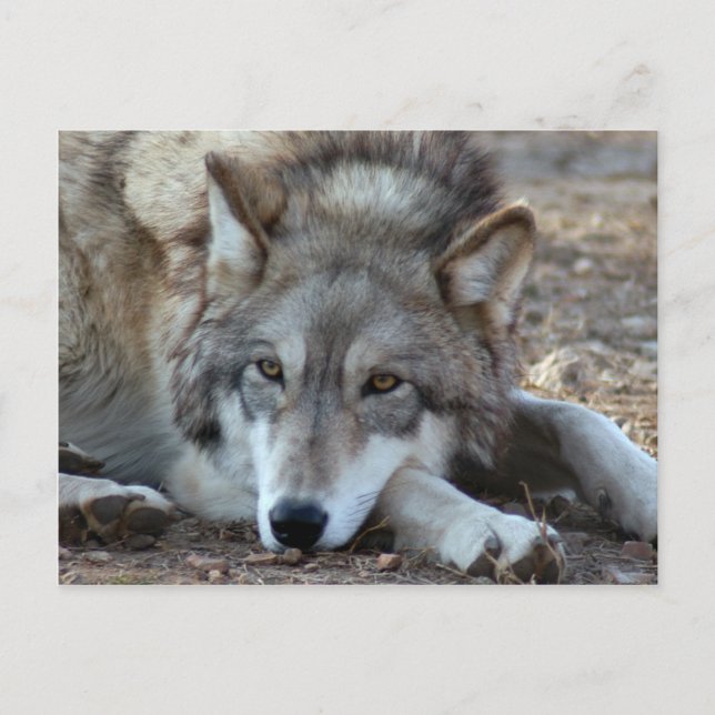 Carte postale Wolf Grey (Devant)