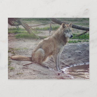 Carte postale Wolf Grey