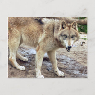 Carte postale Wolf Grey