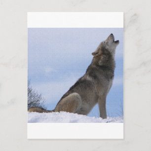 Carte Postale Wolf Howl