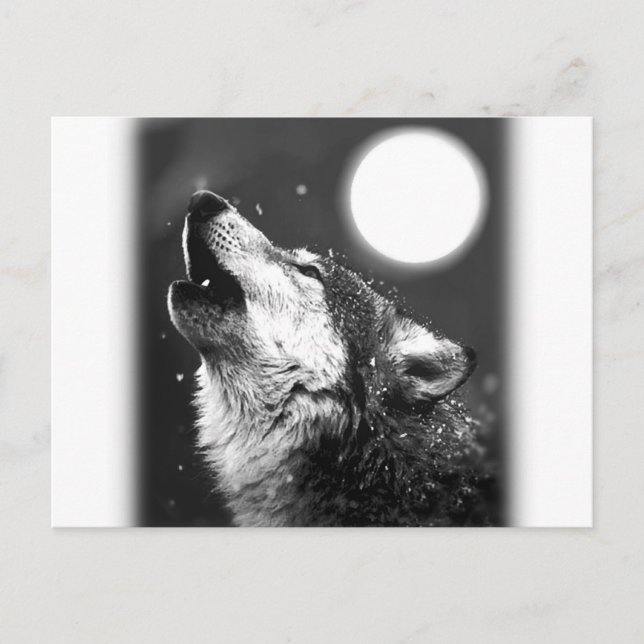 Carte Postale Wolf Howling à Moon (Devant)