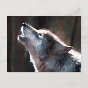 Carte Postale Wolf Howling Loup solitaire