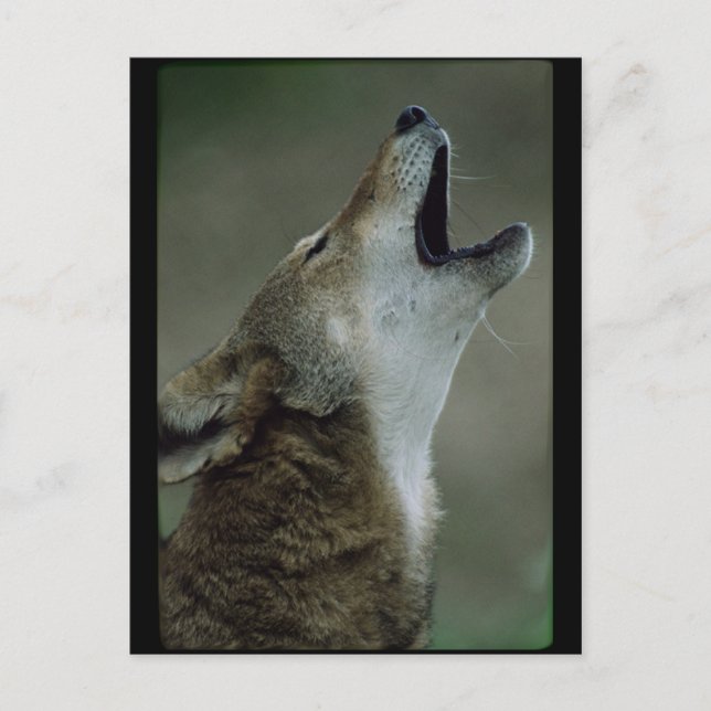 Carte Postale Wolf Howling Wild Timber (Devant)