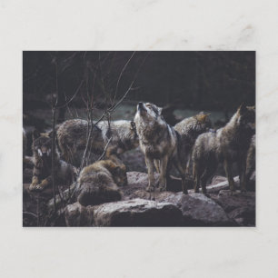 Carte postale Wolf Pack