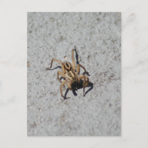 Carte postale Wolf Spider