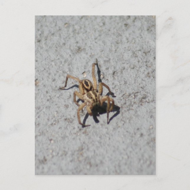 Carte postale Wolf Spider (Devant)