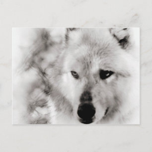 Carte Postale Wolf Spirit