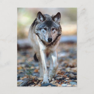 CARTE POSTALE WOLF WALING