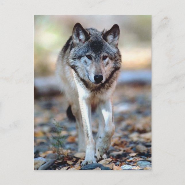 CARTE POSTALE WOLF WALING (Devant)