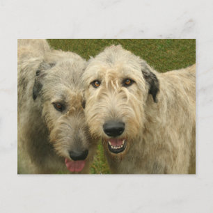 Carte Postale Wolfhounds irlandais