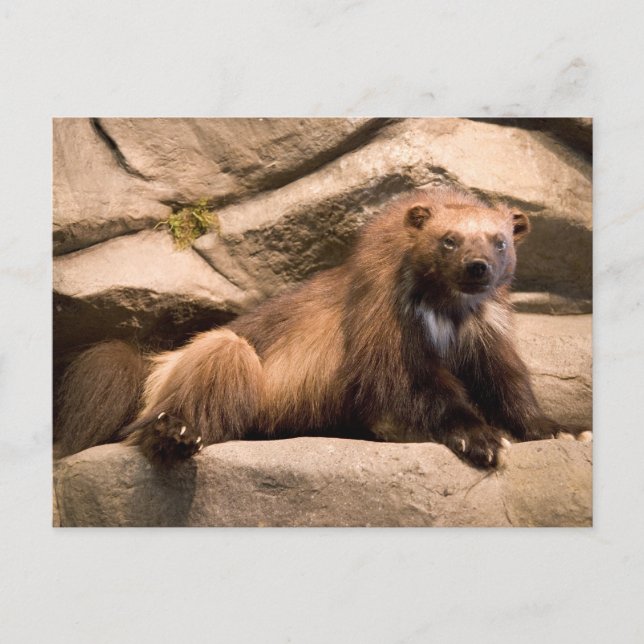 Carte Postale Wolverine (Devant)