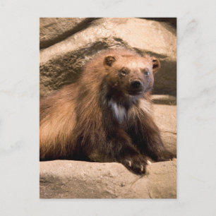 Carte Postale Wolverine