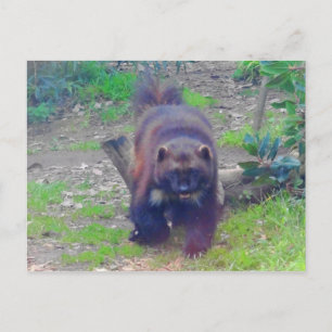 Carte postale Wolverine #1