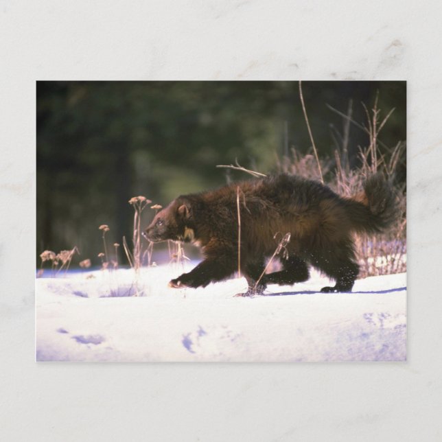 Carte Postale Wolverine courant à travers la neige (Devant)