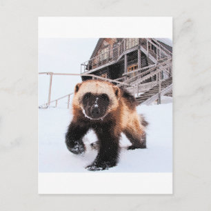 Carte Postale Wolverine gravée
