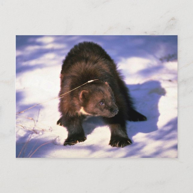 Carte Postale Wolverine sur neige (Devant)